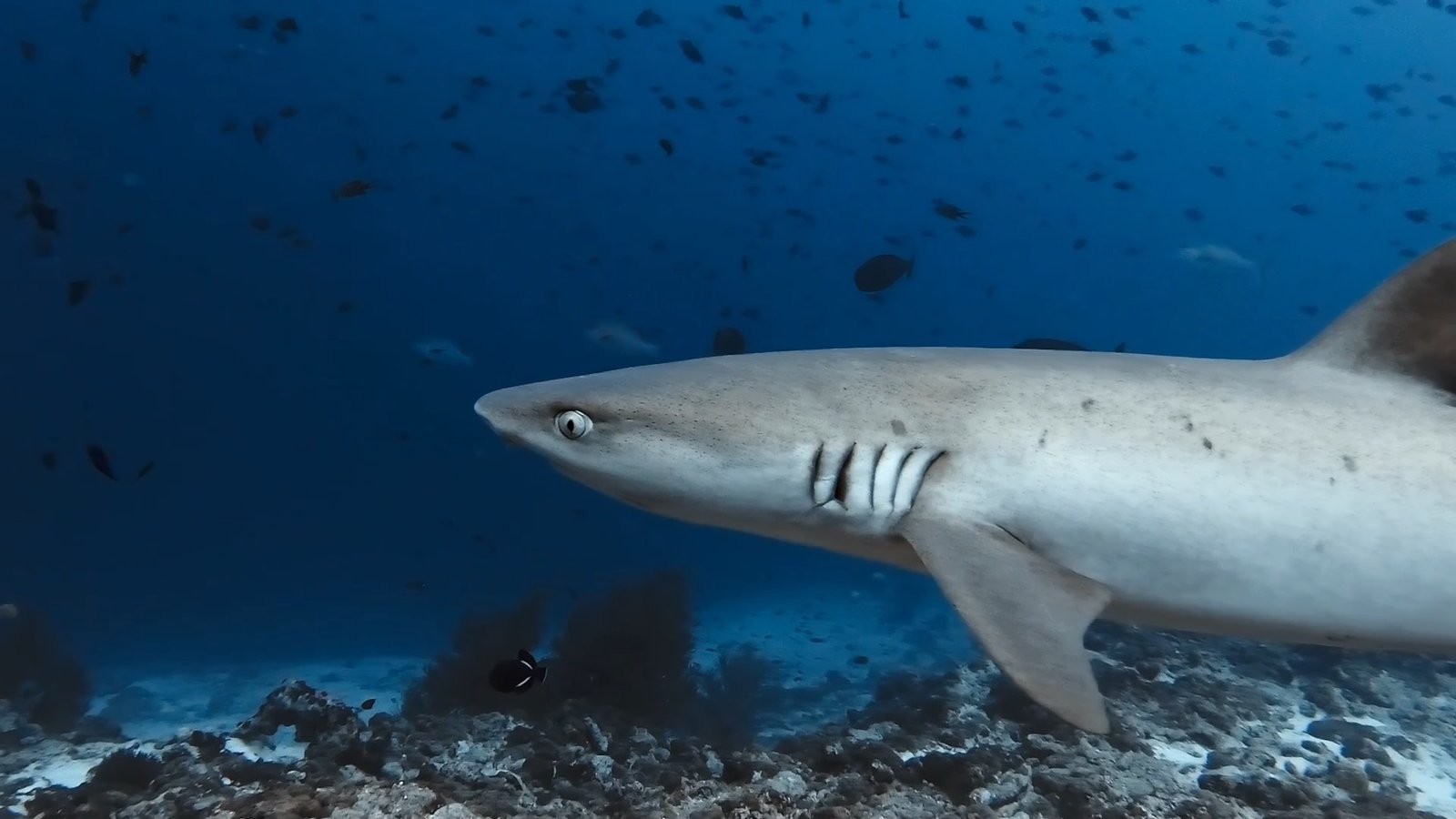 In questo video si vede uno Squalo Pinna Bianca di Reef che si avvicina all'operatore video.
