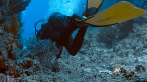 In questa foto fatta alle Maldive si vede un subacqueo che pinneggia con la GoPro impigliata nei coralli.