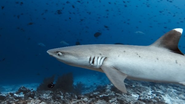 Questo è uno squalo pinna bianca di reef, ripreso nell'atollo di Felidhoo, Maldive.