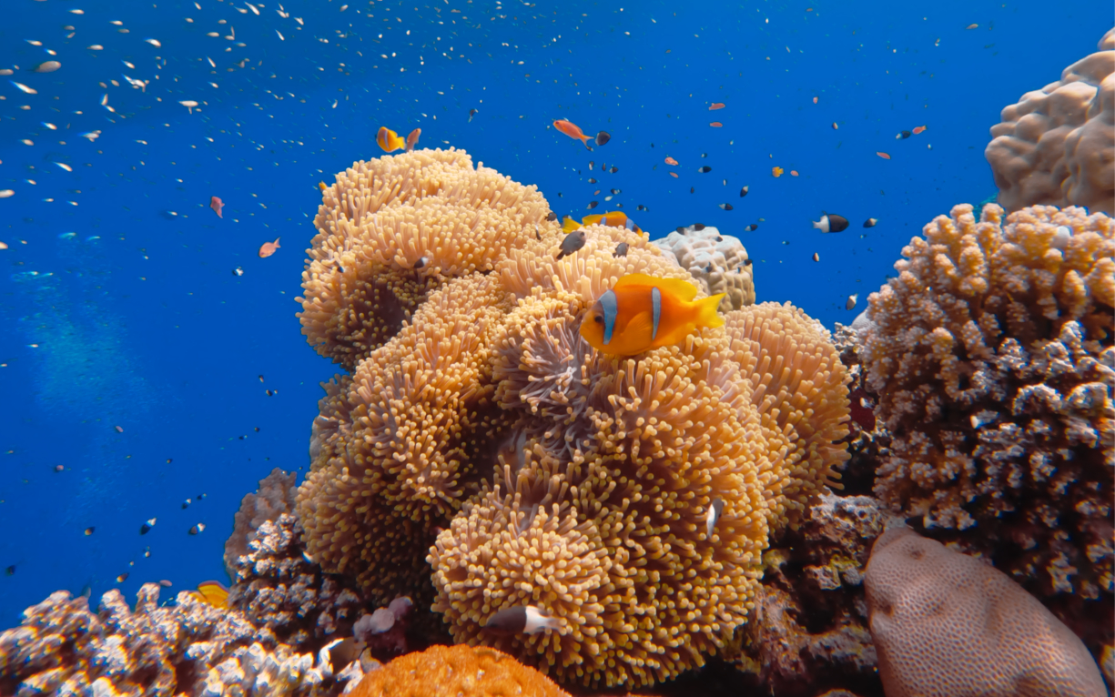Anemone con pesce pagliaccio scattata a Sant John's Reef durante un liveabord