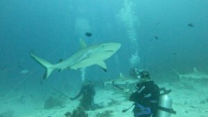 Timewarp nelle riprese sub.