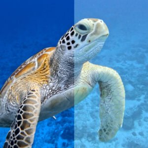 Basta video tutti blu: è il momento di rivelare i veri colori dell’oceano.