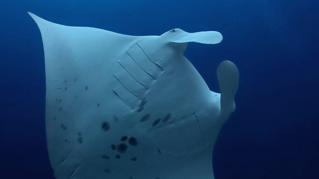 In questa immagine si vede una manta ripresa nel "Manta Point" di Addu.