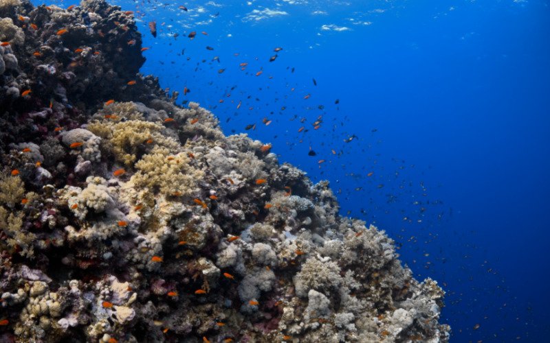 In questa foto si vede una parete corallina di Elphinston Reef.