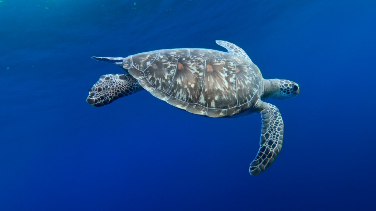 In questa foto si vede una tartaruga verde ripresa a Kandooma Thila.