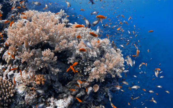In questa foto si vede un Reef di St. John.