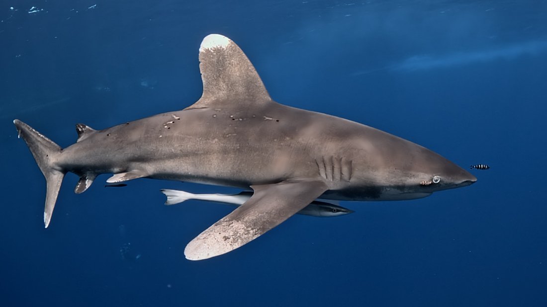 In questa foto si vede uno squalo longimano ripreso ad Elphinstone Reef in Egitto.