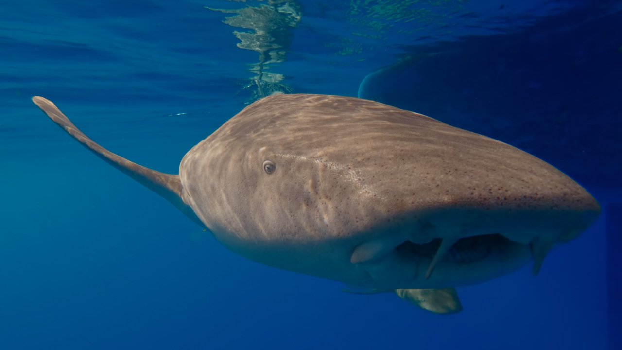 Squalo Nutrice ad Alimathà.