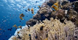 In questa foto si vede un anemone filmata nel Mar Rosso.