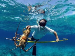 In questa foto si vede un'aragosta pescata.