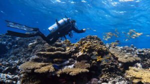 In questa foto si vede una ripresa sul cappello del Reef a Elphinstone.