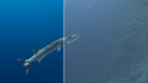 In questa foto si vede un Barracuda prima e dopo la post produzione.